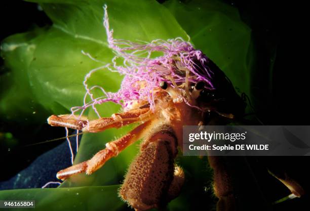 Spiny crab from California carrying a sea anemone. Crabe ?trille de Californie portant une an?mone de mer.