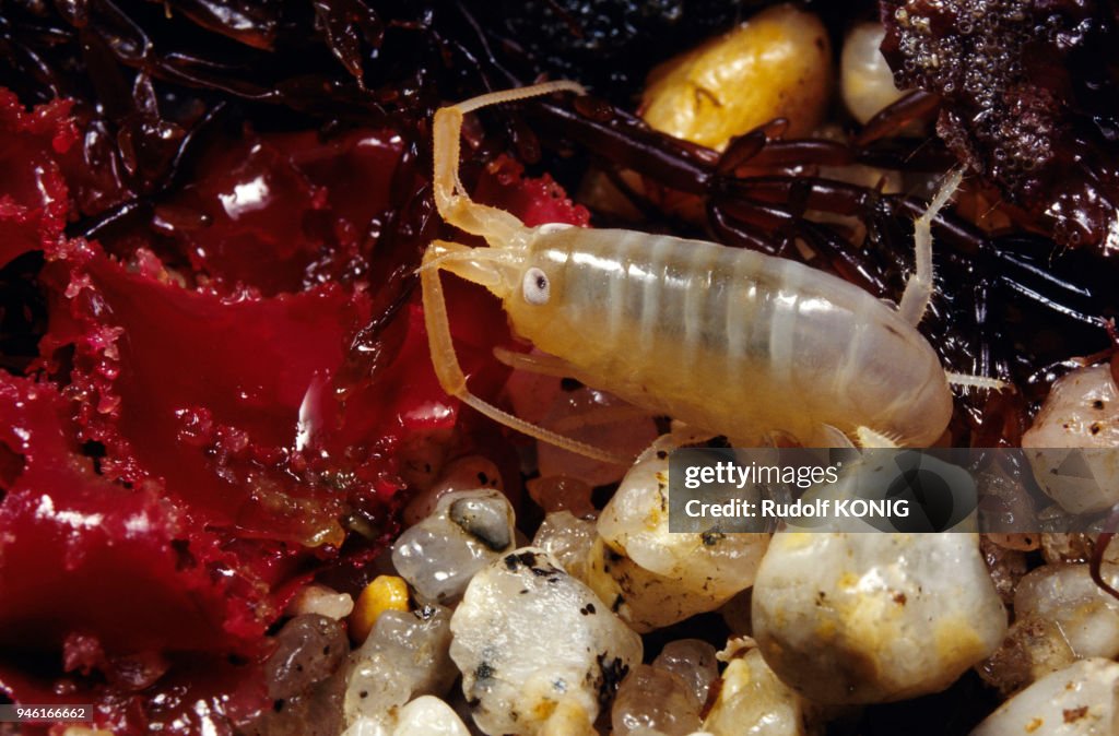 PUCE DE SABLE, Talitrus saltator