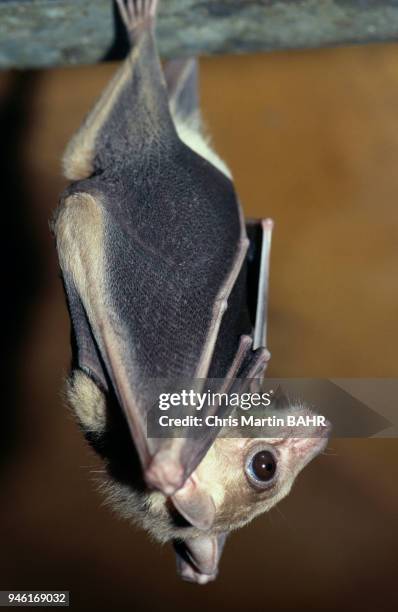 Common Roussette Roussette Photos and Premium High Res Pictures - Getty Images