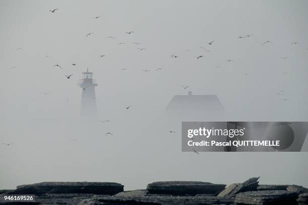 Ile aux perroquets doit son nom a la presence d une colonie de macareux moines, oiseaux baptises localement perroquets de mer. Le phare existe depuis...