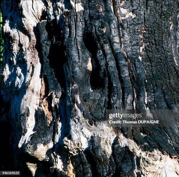TRONC D'ARBRES, LE JARDIN DES TROGNES, CHAUMONT SUR LOIRE .