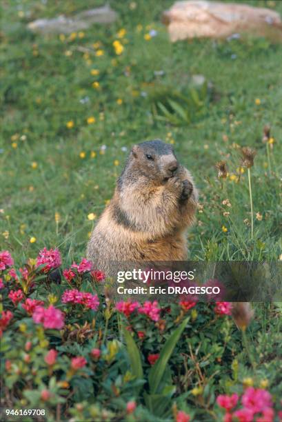 Marmota marmota, ALPES.