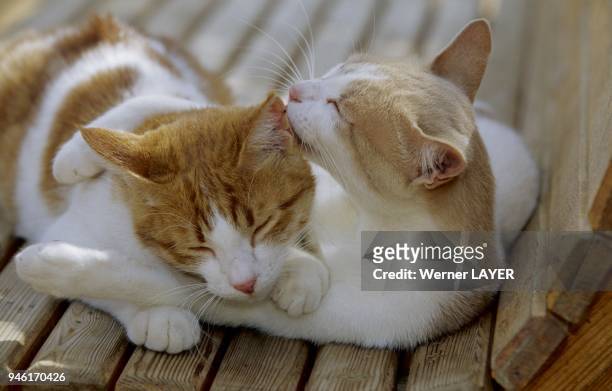 Zwei Hauskatzen liegen auf einer Bank und putzen sich gegenseitig.