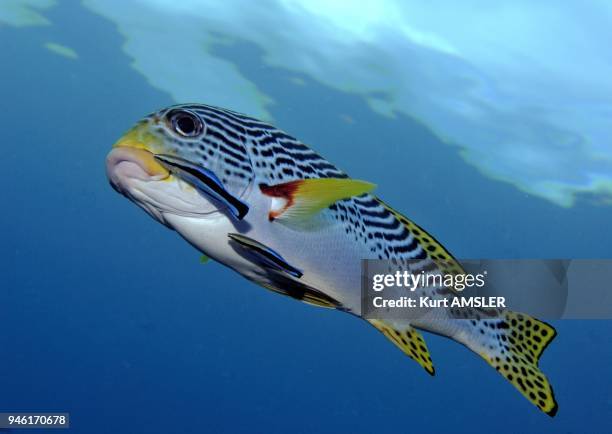 Lined sweetlips, Tubbataha Reef, Philippines, Asia.