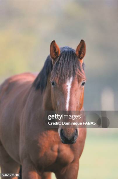 JEUNE CHEVAL SELLE FRANCAIS.
