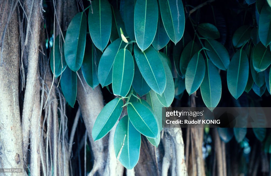 FEUILLES DE CAOUTCHOUC, Ficus elastica