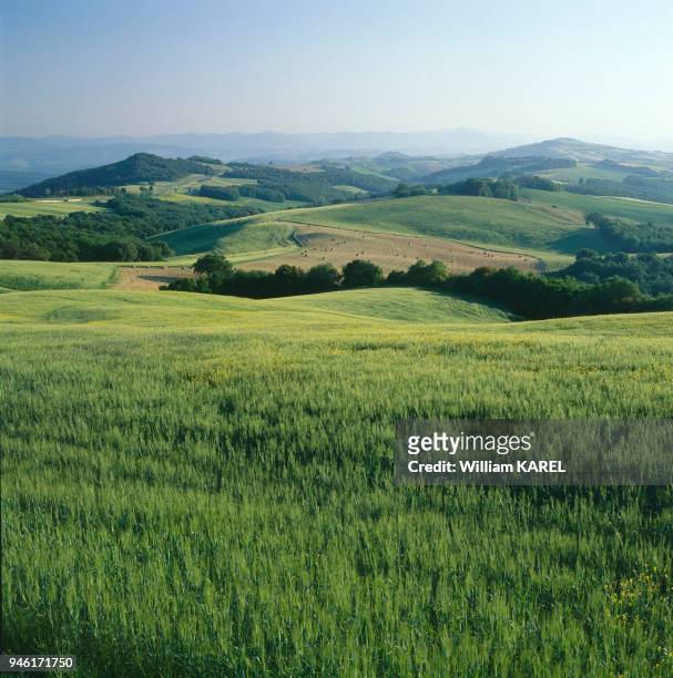 CHAUMES, ORGE VERT, CEREALES, CAMPAGNE SIENNOISE, TOSCANE, ITALIE.