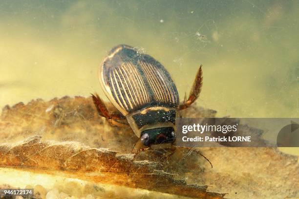 Coleoptere aquatique dytique, Dytiscus marginalis femelle.