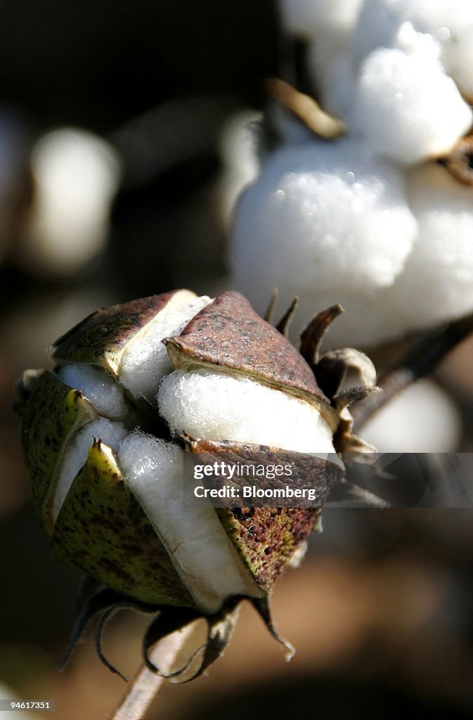 A cotton boll begins to unfurl nearing harvest season on a f