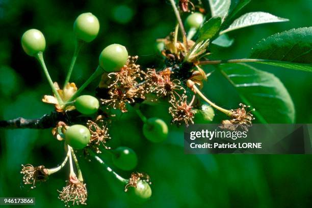 FORMATION DE CERISES ET FLEURS FECONDEES.