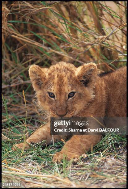 Panthera leo, AFRIQUE.