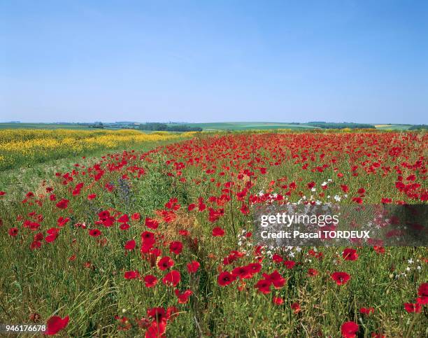 La terre a ete retourn?e, l'ann?e pr?cedente. La terre de craie contient des graines de coqulicots de sanves et de lichnys. La terre a ete retourn?e,...