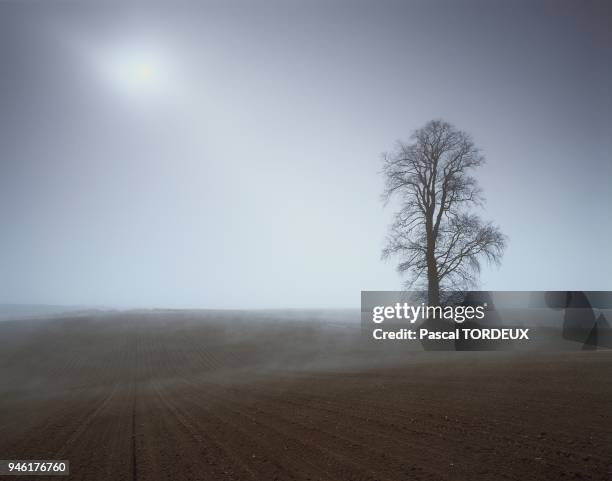 Apr?s les semis de betteraves, la terre tass?e est chaude.