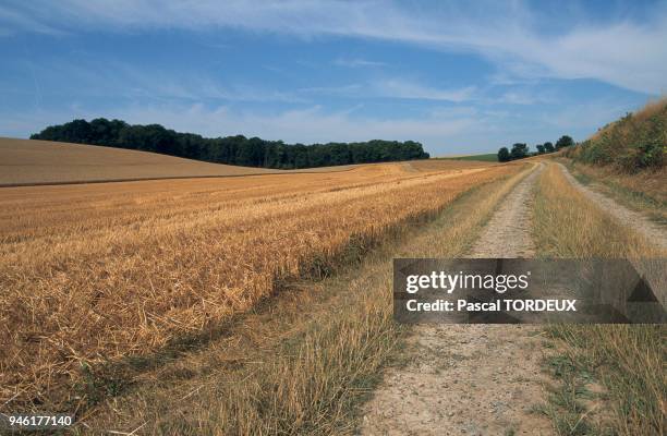 L'herbe ou ray grass est en graines, comme le bl? a cot?.