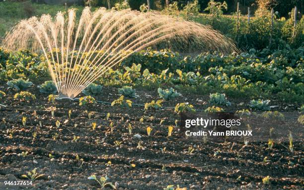 ARROSAGE AU JARDIN POTAGER.