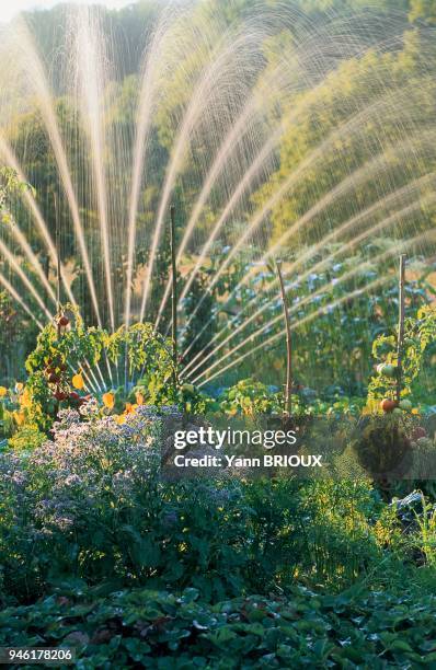 ARROSAGE DU POTAGER.