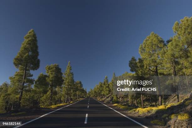 Corona Forestal natural park road,El Teide National Park.