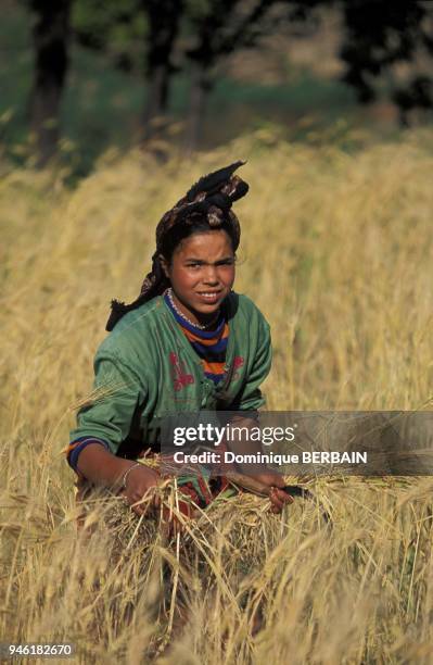 FEMME MAROCAINE BERBERE PENDANT LA MOISSON, MAROC.