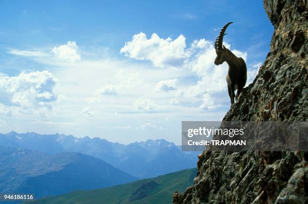 Le Perron des Encombres culmine ? 2825 m?tres. Il est tr?s facile dans ce secteur de surprendre les bouquetins, qui s'y d?placent en troupeau tr?s...