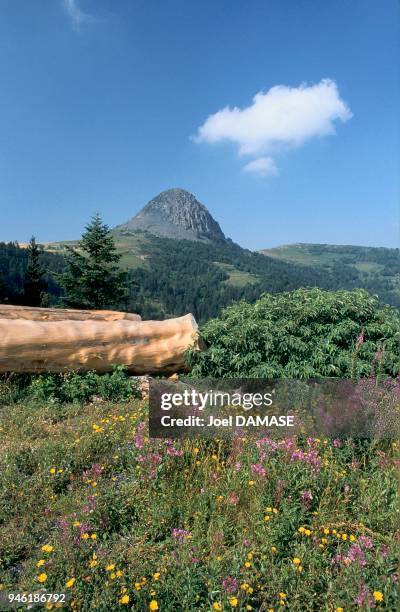 The mount Gerbier de Jonc is a phonolithic body , it is about 8 million years old and reaches 1551m. Le Mont Gerbier de Jonc est un suc phonolithique...