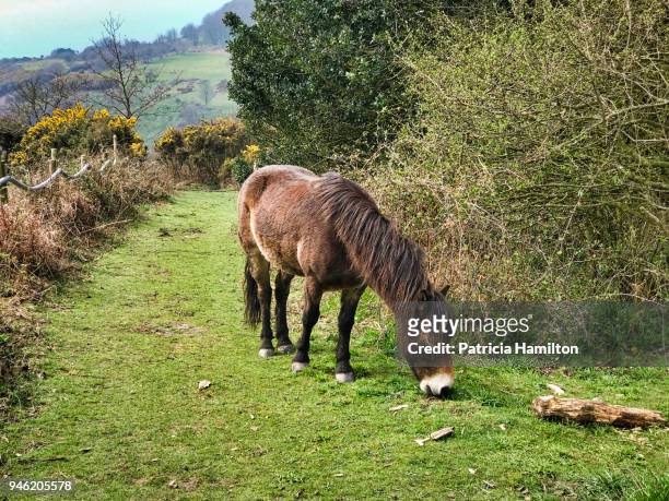 exmoor pony for conservation grazing - exmoor pony stock pictures, royalty-free photos & images