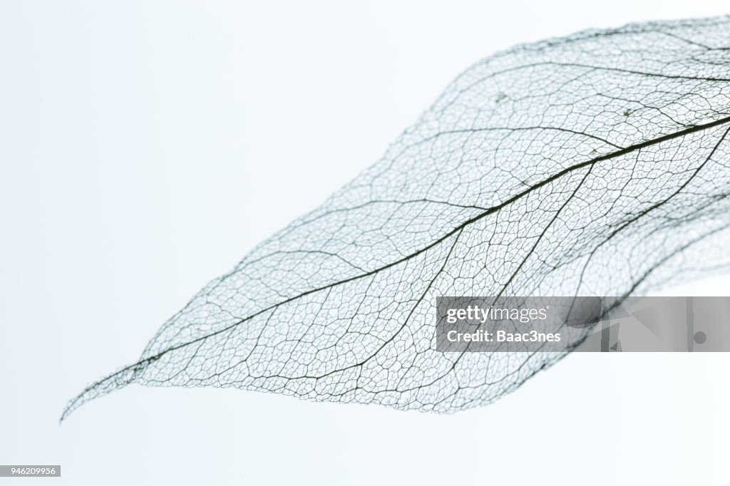 Part of a leaf skeleton