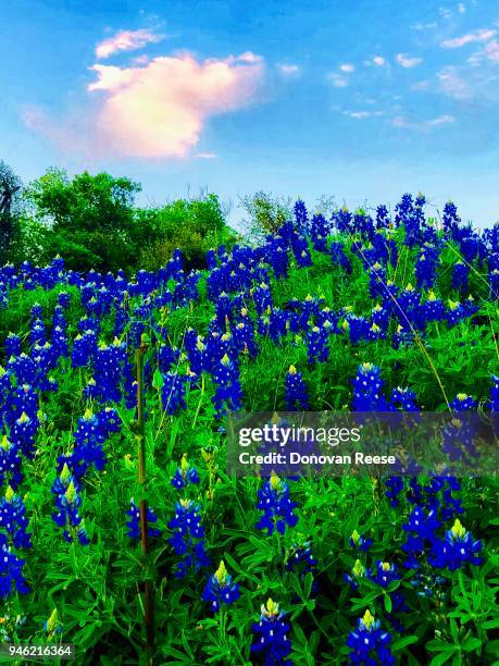 texas bluebonnets. - texas bluebonnet stock pictures, royalty-free photos & images