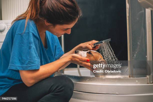 chien de terrier jack russell un bain - bassine photos et images de collection