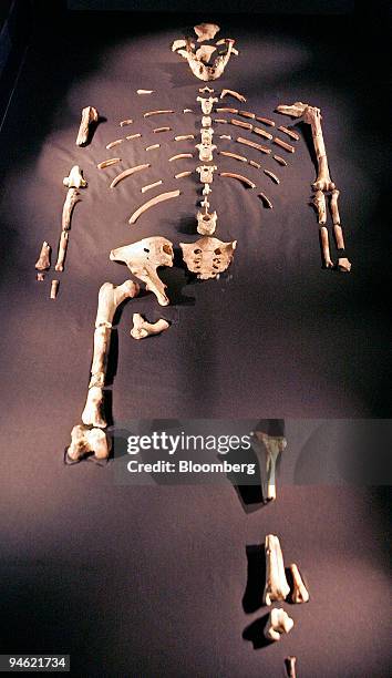 Australopithecus Extinct Australopithecus Photos and Premium High Res Pictures - Getty Images