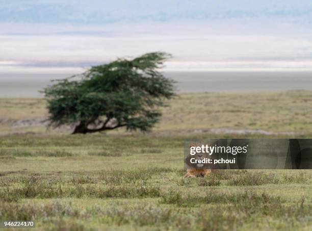 young male lion, teenager animal, africa - pchoui stock pictures, royalty-free photos & images