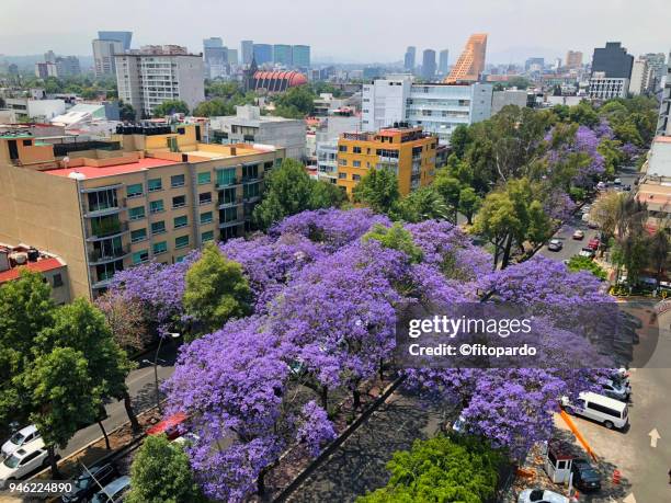 jacarandas blooming lanscape - ジャカランダの木 ストックフォトと画像