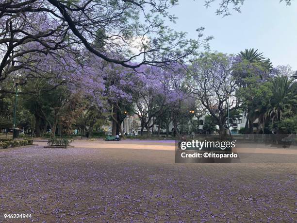 blooming jacarandas fallin in a park - jacaranda mexico stock pictures, royalty-free photos & images
