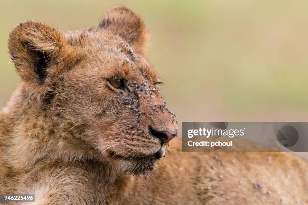 nahaufnahme von einem jungen löwen umgang mit eine menge von fliegen, afrika - pchoui stock-fotos und bilder