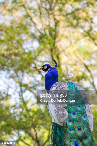 indian peacock - indian peafowl stock pictures, royalty-free photos & images