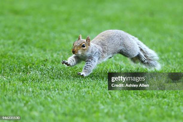 Squirrel causes a pause in play during the Sky Bet Championship match between Hull City and Sheffield Wednesday at KCOM Stadium on April 14, 2018 in...