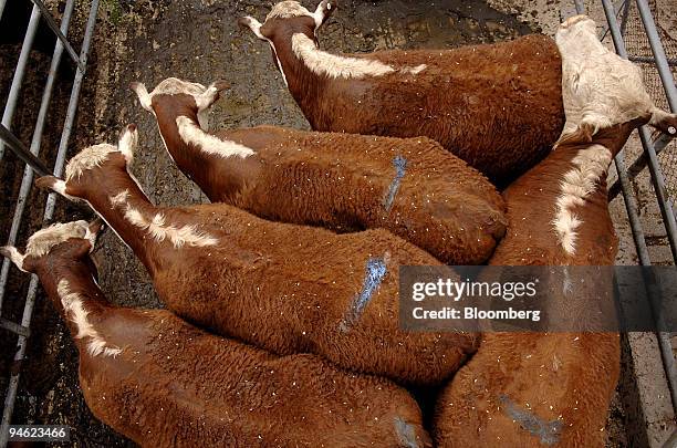 Cattle waits to be sold at the Yass cattle sales in south western New South Wales, Australia, Wednesday, October 18, 2006. Australia's worst drought...