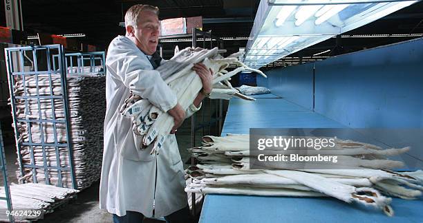 Barry Jordan grades white mink pelts in preparation of a fur sale to be held in February 2007 at North American Fur Auctions, in Toronto, Ontario,...