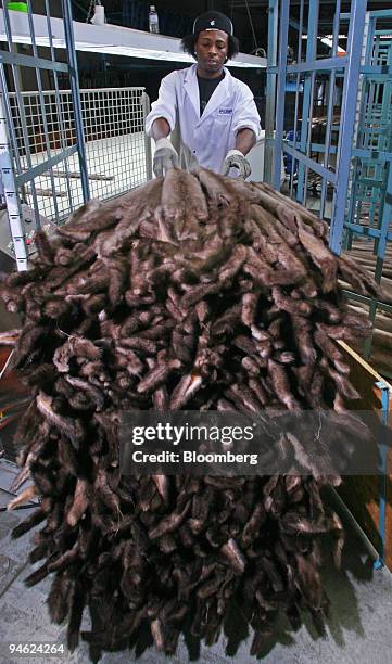 Rohan Hibbert, grades and sorts pastel mink furs in preparation of a fur sale to be held in February 2007 at North American Fur Auctions, in Toronto,...