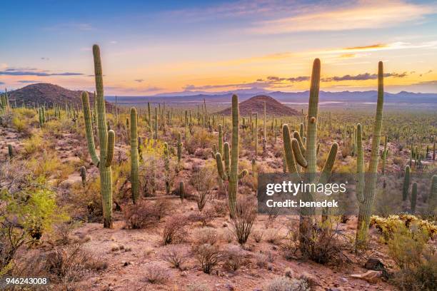 bosque de cactus saguaro en el parque nacional saguaro de arizona - arizona fotografías e imágenes de stock