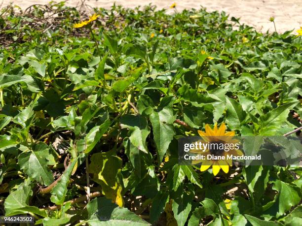 wild beach sunflowers - sandy macdonald stock pictures, royalty-free photos & images