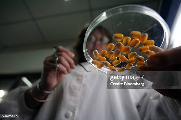 Technician selects samples of corn grains to analize at the National Institute of Agriculture Technology in Pergamino, 150 miles from Buenos Aires,...
