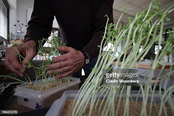 Technician analize brouts of peas at the National Institute of Agriculture Technology in Pergamino, 150 miles from Buenos Aires, Thursday, April 23,...
