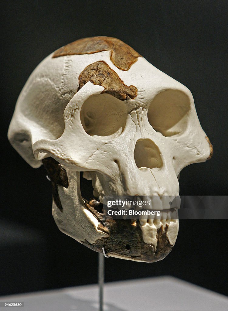 A full-scale replica of the skull belonging to Lucy, the 3.2