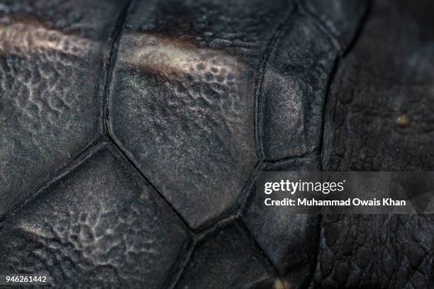 close up of baby turtle shell - caenorhabditis elegans stock pictures, royalty-free photos & images
