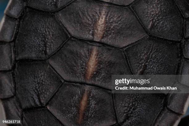 close up of baby turtle shell - tortoise stock pictures, royalty-free photos & images