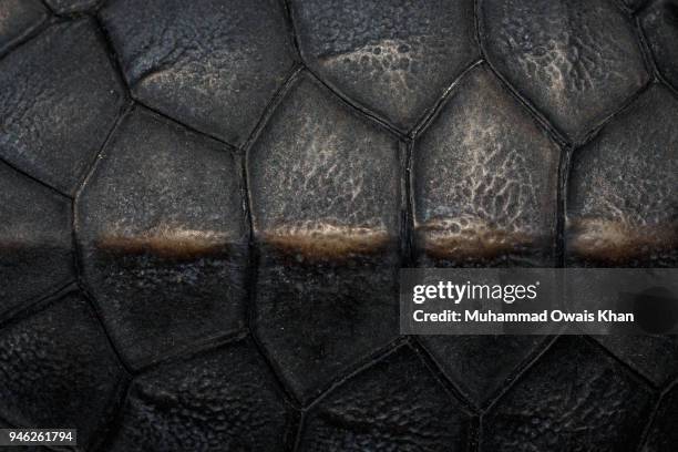 close up of baby turtle shell - schildpaddenschild stockfoto's en -beelden