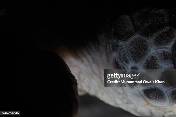 close up of baby turtle shell - caenorhabditis elegans stock pictures, royalty-free photos & images
