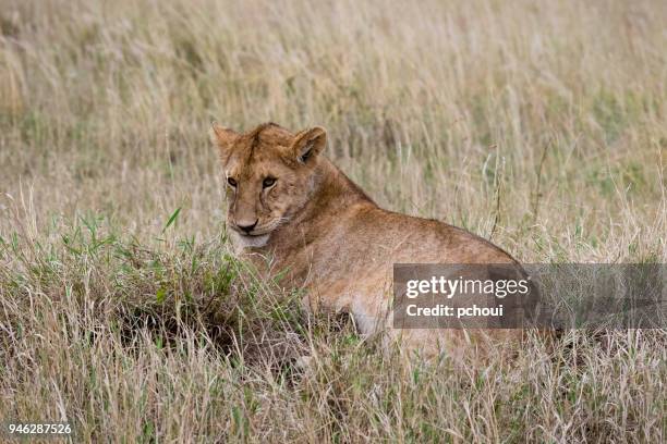 junger löwe, afrika - pchoui stock-fotos und bilder
