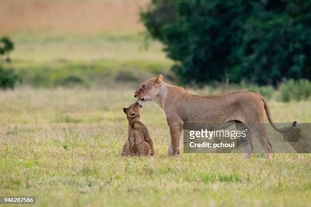 baby lion kissing mother, africa - pchoui stock pictures, royalty-free photos & images