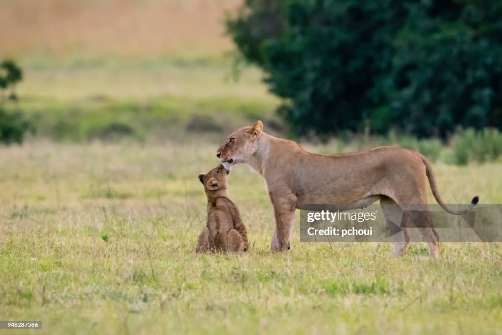 Baby lion kissing mother, Africa